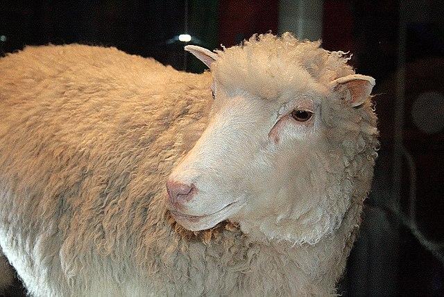 Nasce a ovelha Dolly, primeiro mamífero clonado a partir de uma célula adulta