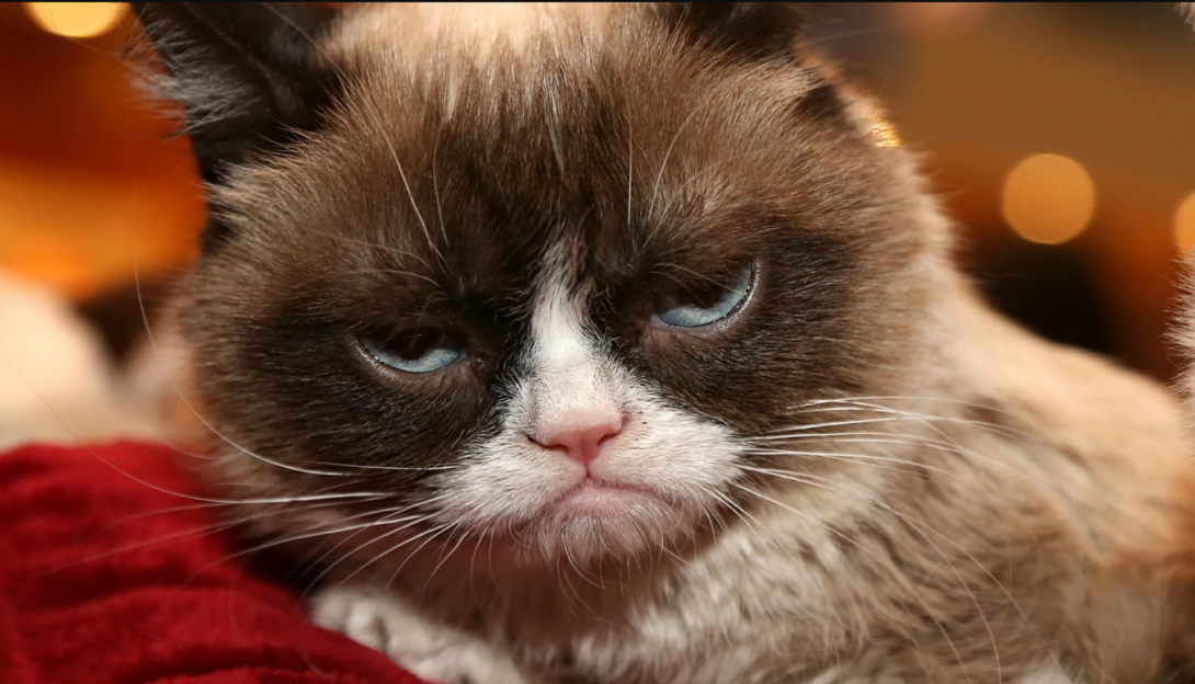 Morre Grumpy Cat, a gata que ficou famosa após virar meme